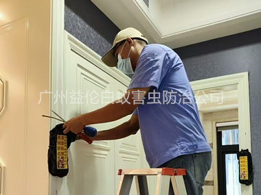 市桥住宅白蚁防治工程